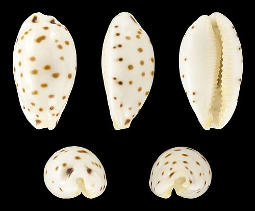 Notadusta punctata